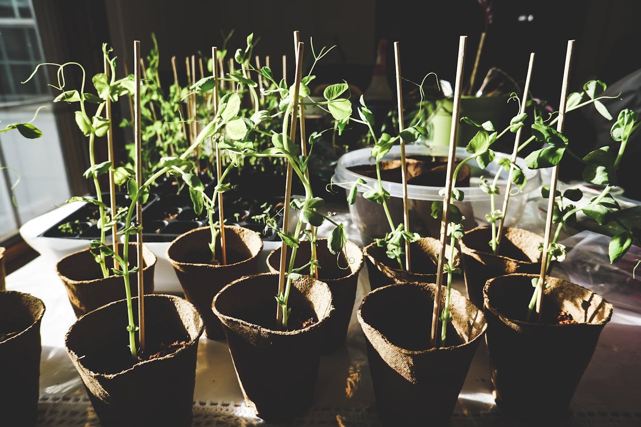 Sunlit pea plants growing indoors in organic pots, showcasing vibrant green foliage.